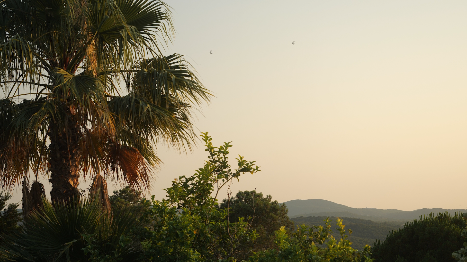 Selectif SS 2026 Summer Lookbook campaign with palm trees at sunset